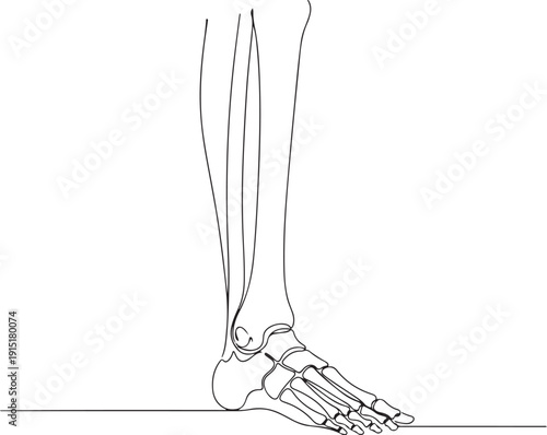 Minimalist Skeletal Ankle and Foot Outline Sketch