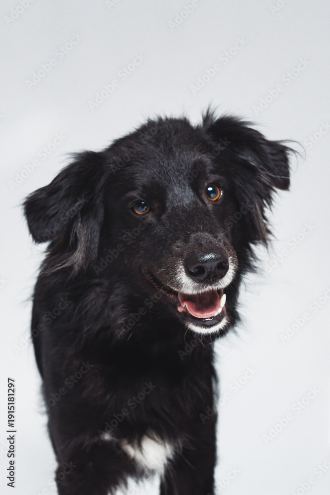 Fototapeta premium Black dog stands with a happy expression on a plain background during a studio session