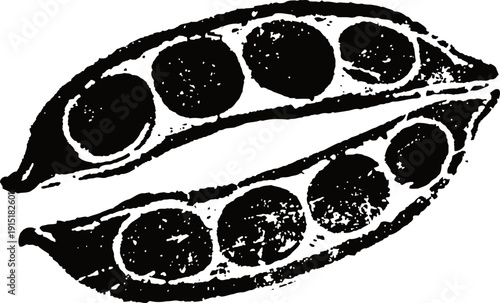 Black and white illustration of open pea pods with peas inside vintage botanical drawing of vegetable legumes
