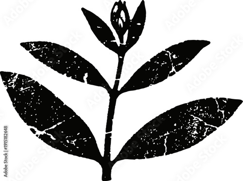 vintage botanical illustration of a small twig with leaves and flower bud black and white