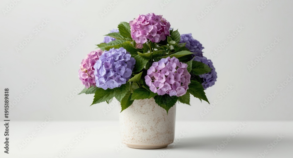Naklejka premium Hydrangea plant in pot with vibrant purple and pink flower clusters and lush green foliage on white