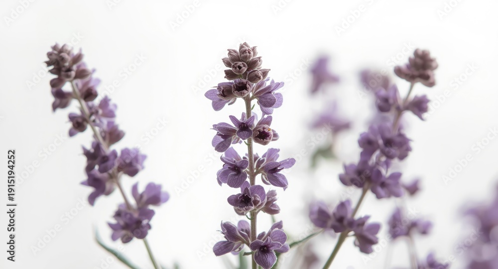 Fototapeta premium Purple-tinted clary sage blooms presenting herbaceous charm on white setting