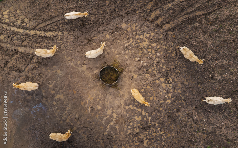 Ταπετσαρία Aerial top view of cows gathered around circular feeder in muddy pasture field,