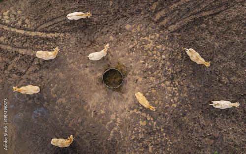 Canvas Print Aerial top view of cows gathered around circular feeder in muddy pasture field,