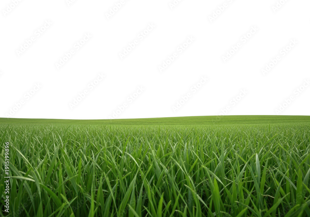 Obraz premium Vast green grass field under a white sky isolated on transparent background