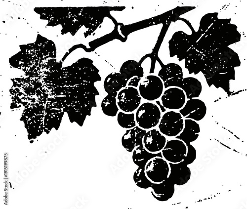 Vintage black and white grapevine cluster illustration with leaves and textured details