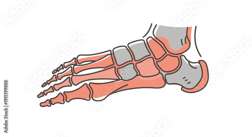 Anatomical illustration of the human foot bones, showing the tarsals, metatarsals, and phalanges in a side view.