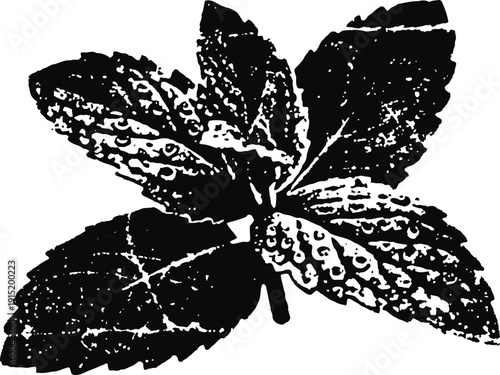 mint leaves illustration with detailed texture and natural shape isolated on white background