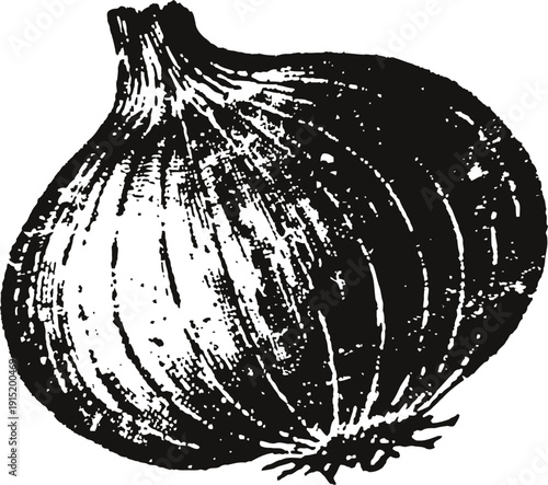 Black and white vintage illustration of a ripe onion bulb with textured skin
