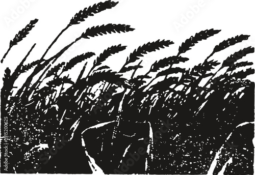Black and white silhouette of wheat field in the wind, rural agriculture landscape illustration