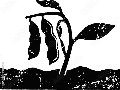 Soybean plant with pods growing from soil agricultural crop symbol for farming and harvest