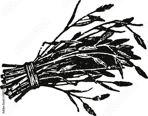 Traditional bundle of rye stalks tied with string vintage agricultural illustration of cereal grain harvest