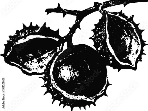 Chestnuts on branch with spiky husks illustrated in vintage black and white