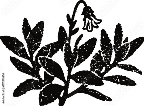 Black and white vintage botanical illustration of a flowering plant branch with leaves