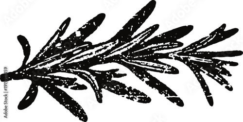 Black vintage rosemary sprig illustration with detailed leaves and textured design