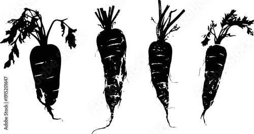Black and white carrot silhouettes set different shapes and sizes of fresh root vegetables with leaves attached isolated on white background