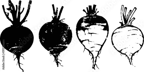 black and white beetroot silhouettes with roots and leaves vintage hand drawn vegetable illustration set