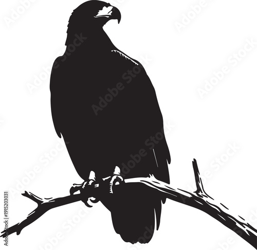 African Fish Eagle Eagle Eagle on the branch in silhouette on white background.