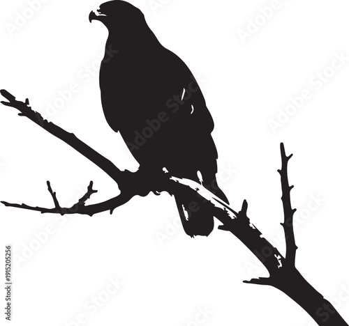 Booted Eagle on the branch in silhouette on white background..