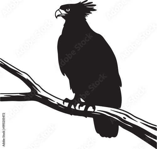 Crowned Eagle on the branch in silhouette on white background