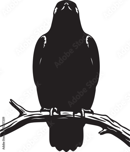 Golden Eagle sitting on the branch in silhouette on white background.