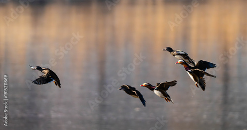 Foto Dynamic movement of a Mandarin Duck colony by the water