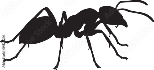 Ant Insect icon on white background.