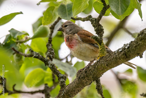 A Common Linnet (Carduelis cannabina) sits on a pear branch.