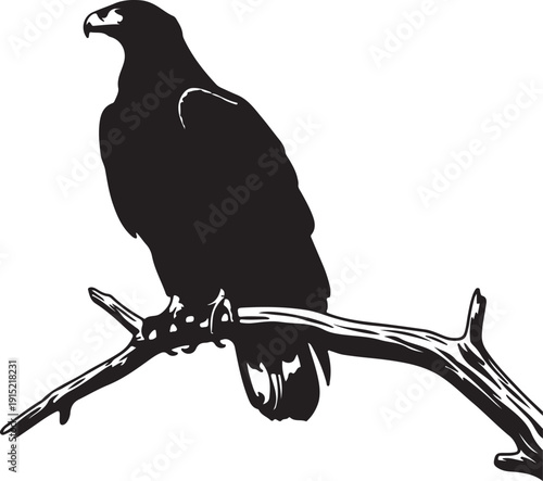 Verreauxs Eagle on the branch in silhouette on white background..