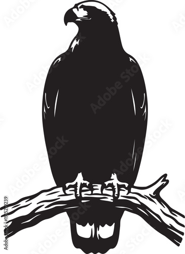 Wedge tailed Eagle the branch in silhouette on white background.sd.