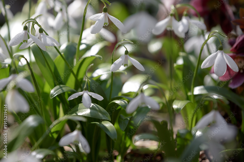 Obraz premium Galanthus nivalis. First spring flowers. White spring snowdrops. Fresh snowdrops in sunny forest. Snowdrop meadow. Selective focus