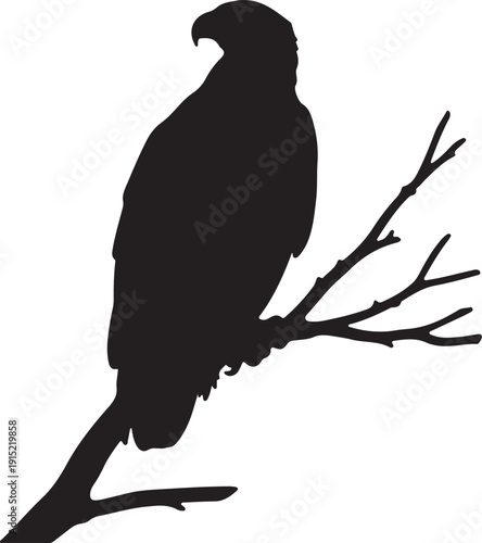  White bellied Sea Eagle on the branch in silhouette on white background.