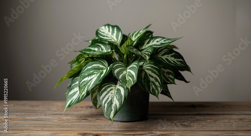 Tropical houseplant Marble Queen pothos with white leaf variegation on wooden surface