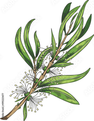 Watercolor tea tree branch with leaves and flowers, Melaleuca, hand-drawn sketch in color.