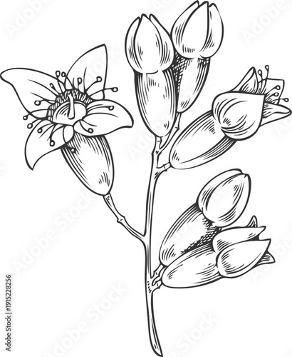 Black and white vintage hand-drawn sketch of a branch with sandalwood flower buds.