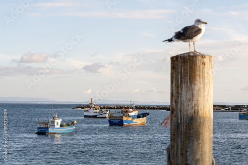 Seagull perched on harbor post with fishing fleet background