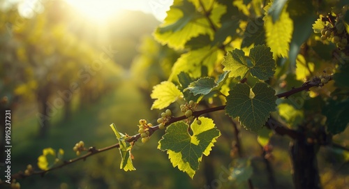 Wallpaper Mural Spring growth of grapevine leaves and flower buds in natural agriculture Torontodigital.ca