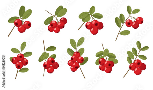 Flat lingonberry twig vector set with red cowberry fruits and green leaves isolated on white background