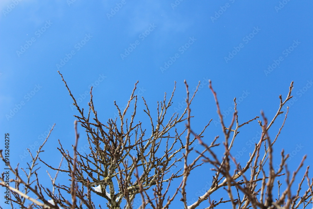 Obraz premium Snow on tree branches. Minimal winter background with frozen details and seasonal atmosphere.