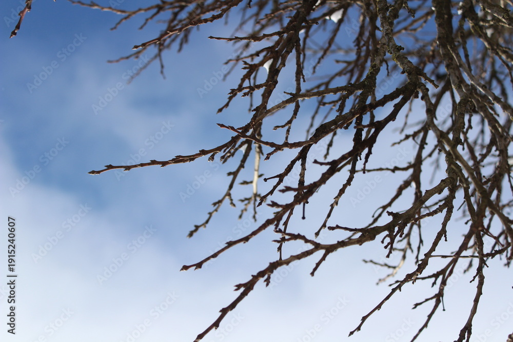 Obraz premium Snow on tree branches. Minimal winter background with frozen details and seasonal atmosphere.
