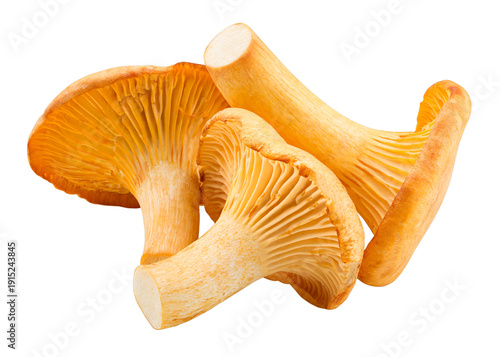 Chanterelle mushrooms isolated on transparent background. PNG