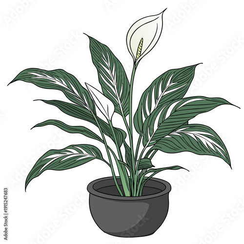 Peace Lily Plant in Black Pot Vector Illustration Transparent Background