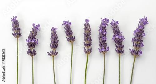 Lavender blossoms arranged with separation on a clean white background