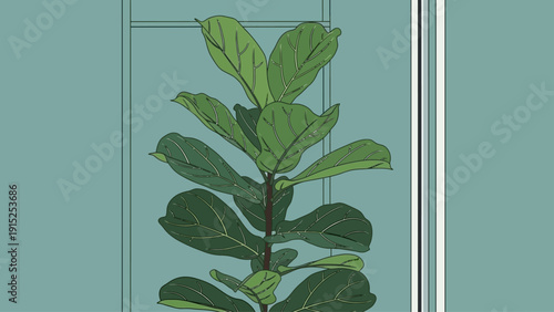 Fiddle leaf fig plant with large green leaves on a blue background.