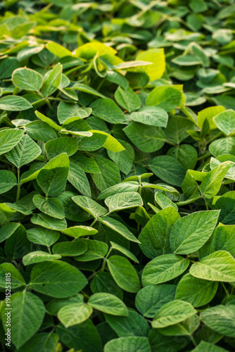 Wallpaper Mural Soybean field with lush green leaves under warm sunlight, healthy rows of plants symbolizing sustainable farming, abundant crop growth and fresh plant-based food resources Torontodigital.ca