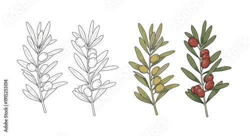 Set of four elegant olive branch illustrations, showing two in detailed line art and two in full color with green and ripe olives.