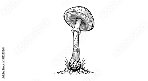 Highly detailed black and white illustration of a tall, spotted mushroom in a classic vintage woodcut or engraving artistic style.