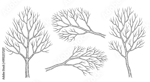A set of hand-drawn illustrations of bare, leafless winter trees and branches in a detailed black and white ink sketch style.