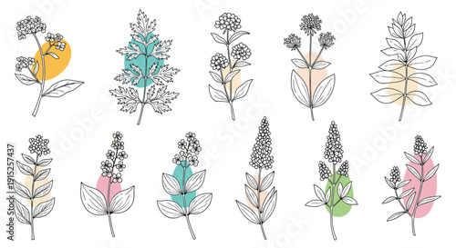 A set of various medicinal herbs and wildflowers in a black line art style, each highlighted with a soft abstract color shape.