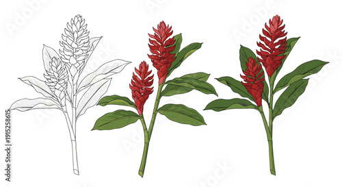 A set of red ginger flower illustrations, including a black and white outline and two full-color versions with green leaves.